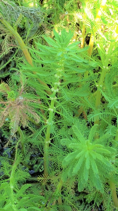 Figure 3 Parrot feather plantjpg